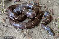 California Kingsnake