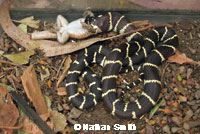 california kingsnake