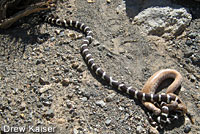 california kingsnake