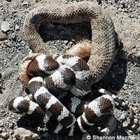 california kingsnake