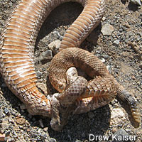 california kingsnake