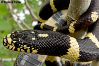 California Kingsnake