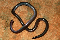 Southwestern Threadsnake