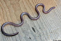 Southwestern Threadsnake