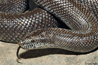 Rosy Boa