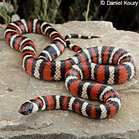 Coast Mountain Kingsnake
