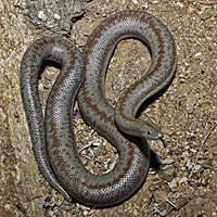 Rosy Boa