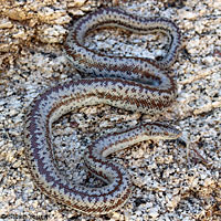 Rosy Boa