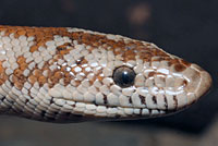 Rosy Boa