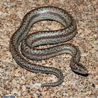 Rosy Boa