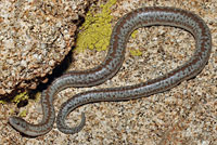 Rosy Boa