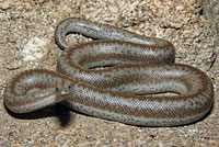 Rosy Boa
