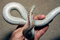 Rosy Boa