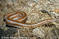 Rosy Boa