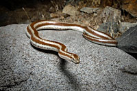 Rosy Boa