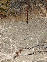Rosy Boa