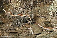 Rosy Boa