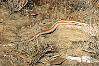 Rosy Boa