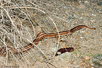 Rosy Boa
