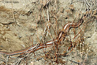 Rosy Boa