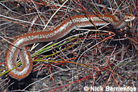 Rosy Boa