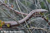 Rosy Boa