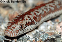 Rosy Boa