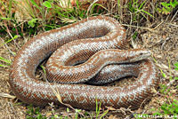 Rosy Boa