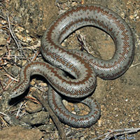 Rosy Boa