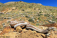 Rosy Boa
