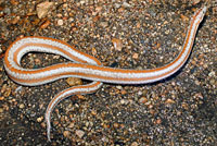 Rosy Boa