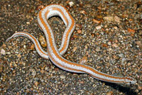 Rosy Boa