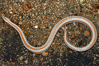 Rosy Boa
