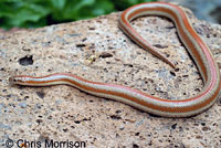 Rosy Boa