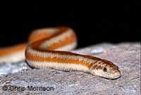 Rosy Boa
