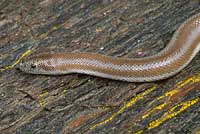 Rosy Boa