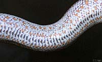 Rosy Boa