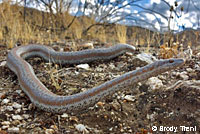 Rosy Boa
