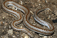 Rosy Boa