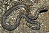 Rosy Boa