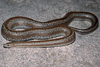 Rosy Boa