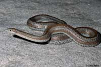 Rosy Boa