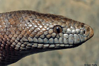 Rosy Boa