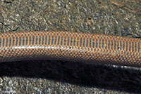 Rosy Boa