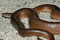 Rosy Boa