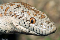 Rosy Boa