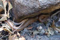 Rosy Boa