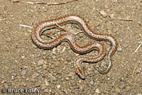 Rosy Boa