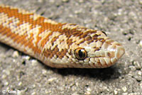 Rosy Boa