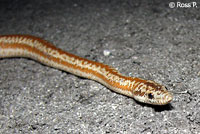 Rosy Boa